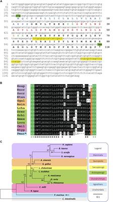 Galanin in an Agnathan: Precursor Identification and Localisation of Expression in the Brain of the Sea Lamprey Petromyzon marinus